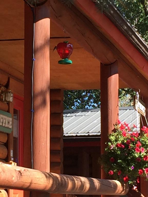 Teton Valley Cabins Дріґґс Екстер'єр фото